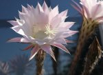 Echinopsis 17.6..jpg