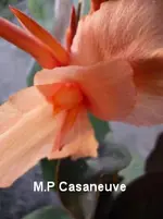 85.webp