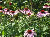IMG_2800_800x600.webp