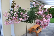 IMG_5452.webp
