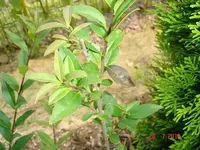 DSC05057.webp