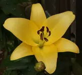 Lilie mit Wassertropfen.webp