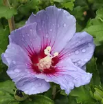 Hibiscus 120729.webp