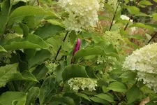 Magnolie im Juli.webp