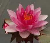 Seerose mit Schwebfliege.webp
