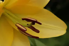 Bluetenstempel Lilie.webp