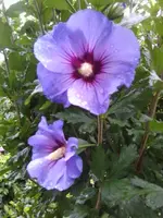 Gartenroseneibisch.webp
