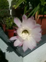 Foto0354.webp