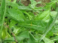 IMG_3016_800x600.webp