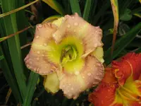 IMG_a 34_1024x768.webp