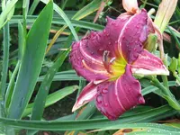 IMG_sil.gumdrop x _1024x768.webp