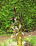 Pennisetum_smaller.webp