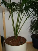 Palme0.webp