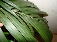 Palme1.webp