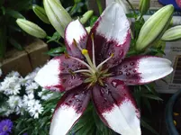 IMGP5477.webp