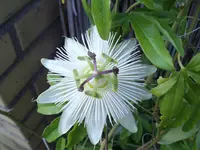 IMGP5474.webp