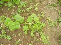 garten juli 2012 020.webp