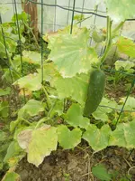 garten juli 2012 015.webp