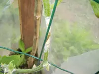 garten juli 2012 016.webp