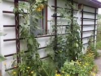 Tomaten an Laube.webp