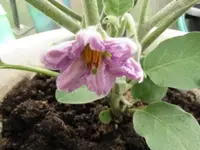 010.webp