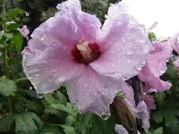 017.webp