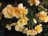 006.webp