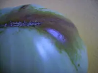 Tomaten 006.webp