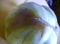Tomaten 008.webp