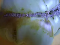 Tomaten 007.webp