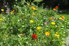 2012_0722Sommer0022.webp