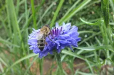 2012_0728Sommer0014.webp