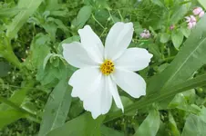 2012_0728Sommer0021.webp