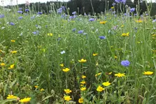2012_0728Sommer0035.webp
