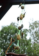 8 junge Meisen_smaller.webp