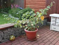 physalis.webp