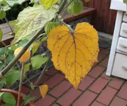 Physalis_2.webp