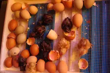 2012 05 12 048.webp