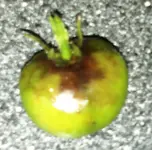 kranke Tomate.webp
