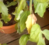 Tomatenblätter braun.webp