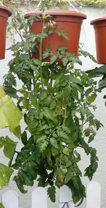 Upside-Down Tomate (1).webp