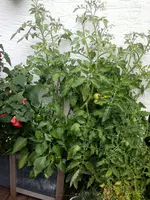 Kübeltomate (2).webp