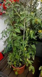 Kübeltomate (1).webp