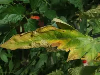 Bild 007.webp