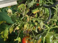 Bild 008.webp