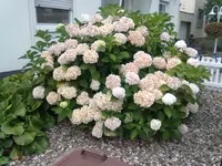 hortensie 29.7.2012.webp
