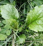 Pflanze im Garten.webp