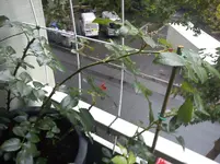 DSC00720.webp