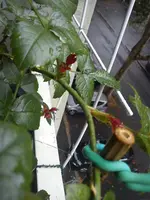 DSC00725.webp