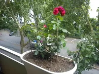 DSC00732.webp